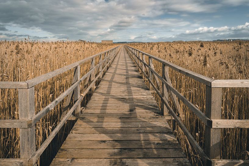 jetty through reeds at Federsee by MindScape Photography