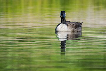 Canada goose in lake by Tobias Luxberg
