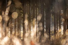 Waldglühen 2 von Mareike Böhmer