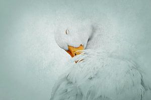 Gans in Moment der Gelassenheit Eisige Linie der Eleganz