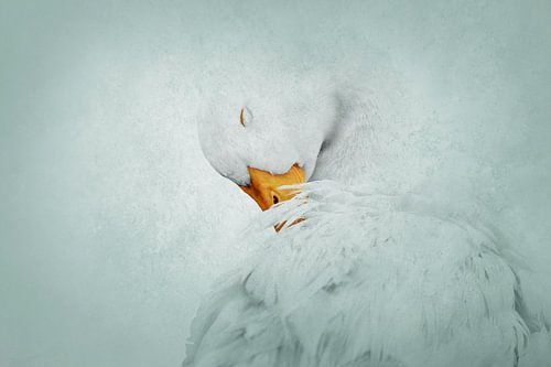 Gans in Moment van Sereniteit IJzige Elegantielijn