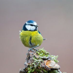 Mésange bleue (Cyanistes caeruleus) sur Dirk Rüter