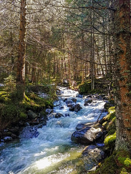 Sunlit Alpine Forest Stream Flowing Over Moss Covered Rocks