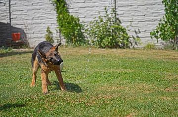 Shepherd dog (puppy) playing under garden shower by Babetts Bildergalerie