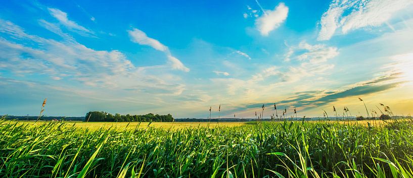 Landschap 3 van Domenique van der Horst