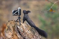 Oachkatzl (eekhoorn) met camera van Andreas Müller thumbnail