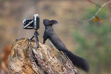 Oachkatzl (Eichhörnchen) mit Kamera