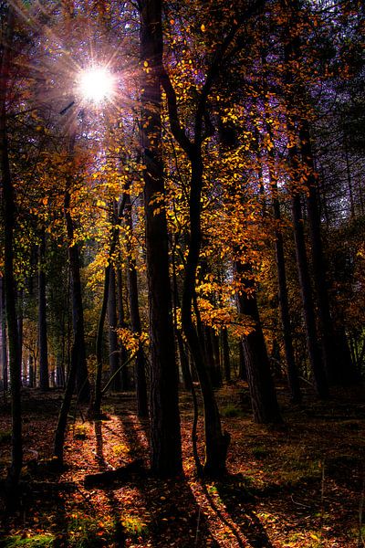 Herfst von Harrie Muis