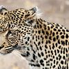 Leopard, Panthera pardus von Caroline Piek