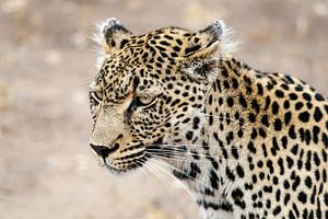 Léopard, Panthera pardus