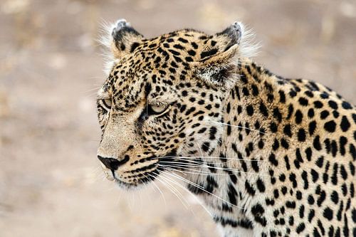 Leopard, Panthera pardus by Caroline Piek