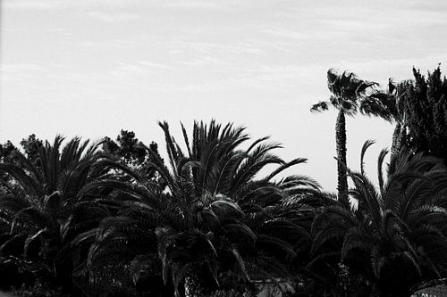 portugiesische Palmen