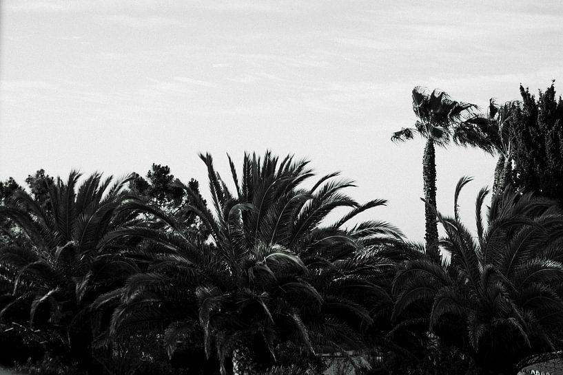 Portuguese palms by Olli Lehne