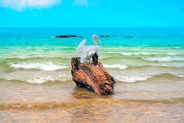 Pelican on driftwood