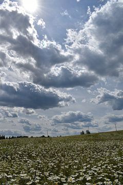 Ein blühendes Feld unter einem bewölkten Himmel von Claude Laprise