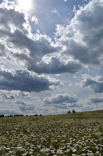 Ein blühendes Feld unter einem bewölkten Himmel