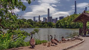 New York  Central Park
