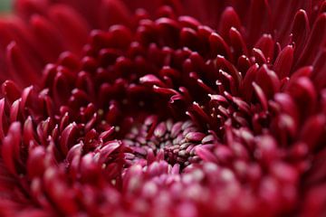 Close-up of a dark red flower by Kimberley van Lokven