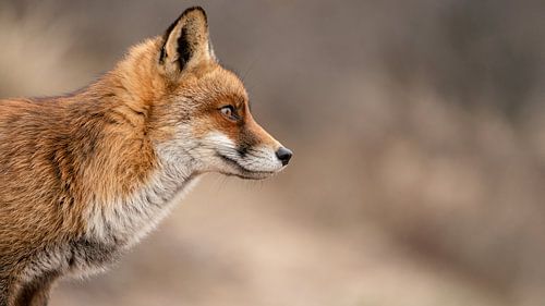 Auf der Suche nach Beute.