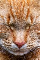 Kattenkop, slaapkop. Zoals alleen een kat dat kan. Rode kater.
