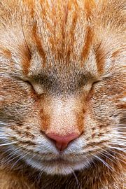 Kattenkop, slaapkop. Zoals alleen een kat dat kan. Rode kater. by Jani Moerlands