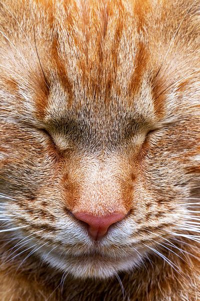 Kattenkop, slaapkop. Zoals alleen een kat dat kan. Rode kater. by Jani Moerlands