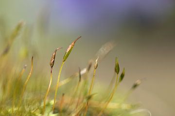 flowering moss by Yvonne van Leeuwen