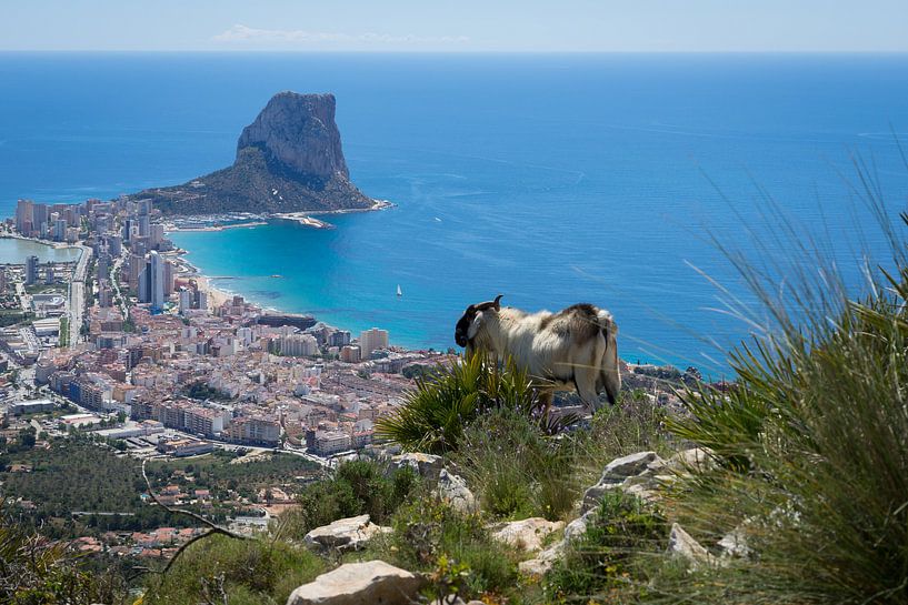 Ziegenbock betrachtet Calpe und das Mittelmeer von Adriana Mueller