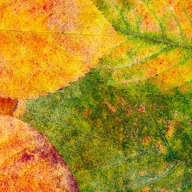 Herbstfarben 6 – malerisch von Jaap Tanis