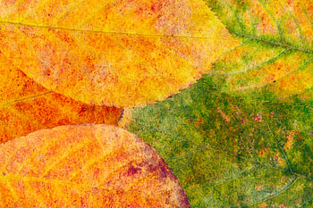 Herfstkleuren schilderachtig