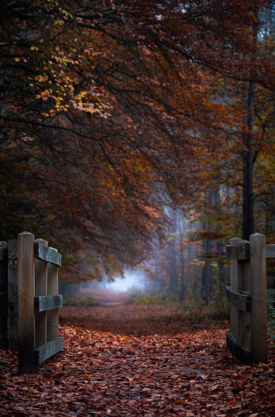 Planken Wambuis part 167 by Tania Perneel