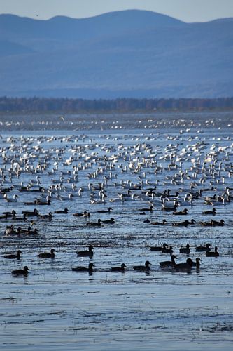Birds on the river in autumn