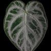 Anthurium Silver Blush van Anita Visschers