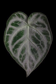 Anthurium Silver Blush