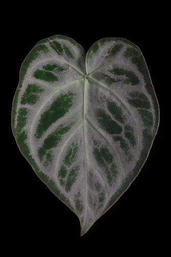 Anthurium Silver Blush