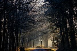 Solarharfen von P Hogeveen