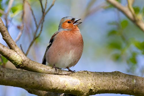 Pinson des arbres (Fringilla coelebs)
