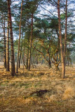 Skurriler Baum mit gewundenen Ästen