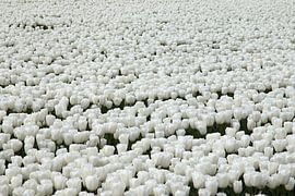 Witte tulpen tulp by W J Kok