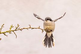 Kapuzenwürger, Lanius excubitor