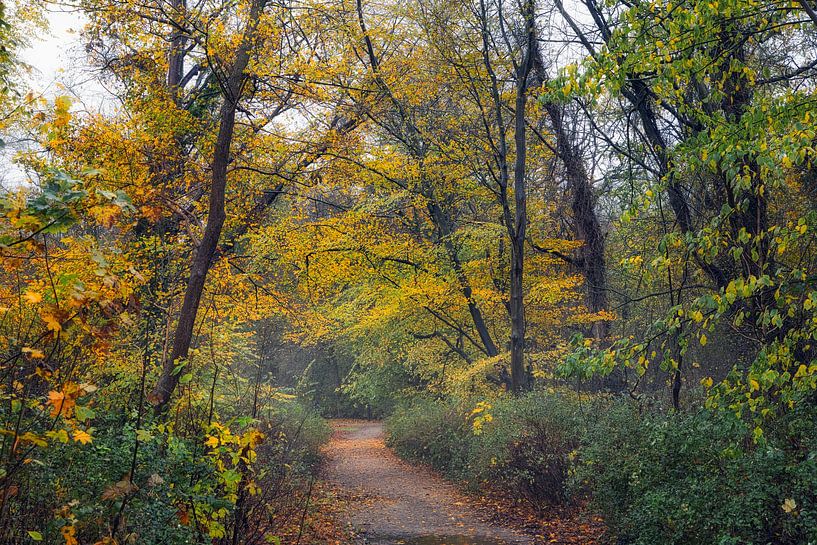Herfst in de Alkmaarderhout van peterheinspictures