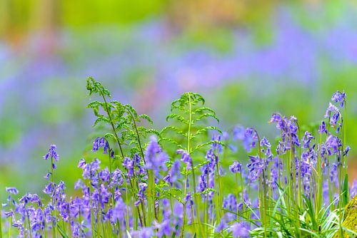 Bluebell flowers in a forest during springtime  by Sjoerd van der Wal Photography