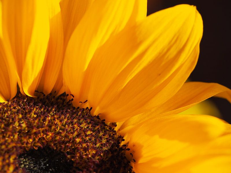 Route de soleil - sunflower in detail by Hester van den Hoek