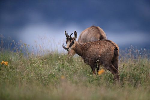 Gemzen (Rupicapra rupicapra) Vogezen, Frankrijk