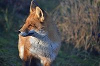 Ein Fuchs in den Dünen der Amsterdamer Wasserversorgung