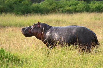 Hippopotame (Hippopotamus amphibius), Ouganda sur Alexander Ludwig