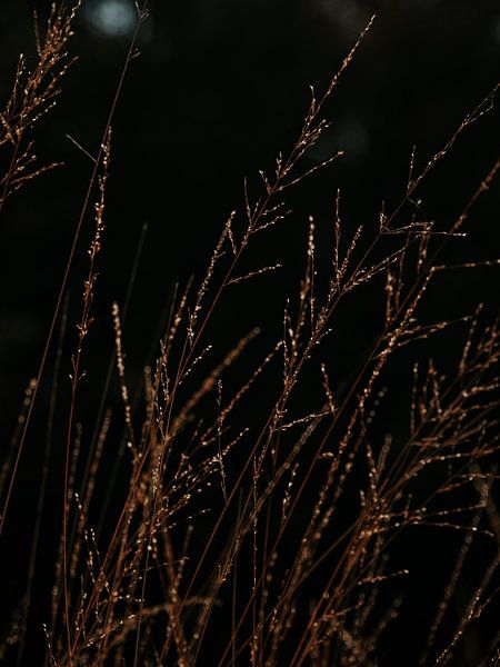 Riet by José Lugtenberg