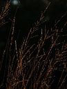 Riet by José Lugtenberg thumbnail