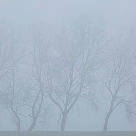 Foggy morning by Jan Tuns