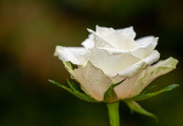 Witte roos met kleine druppels voor een zachte achtergrond van Robin Verhoef